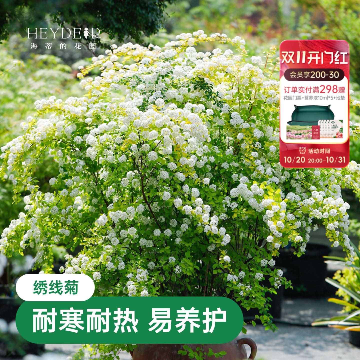 海蒂的花园  绣线菊黄金喷泉花灌木庭院观花观叶花卉植物盆栽花苗