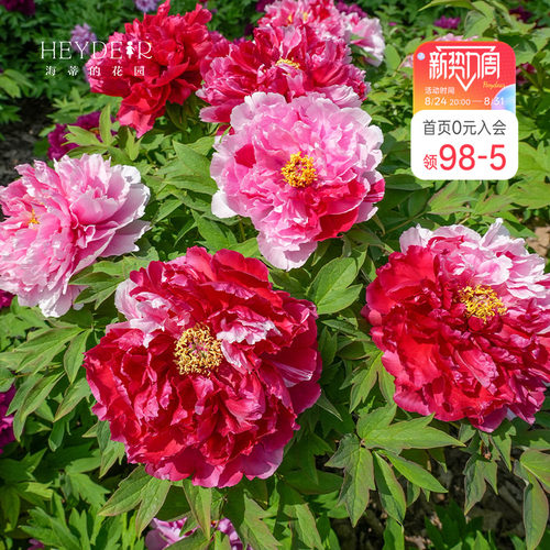 海蒂的花园成都总店牡丹花苗