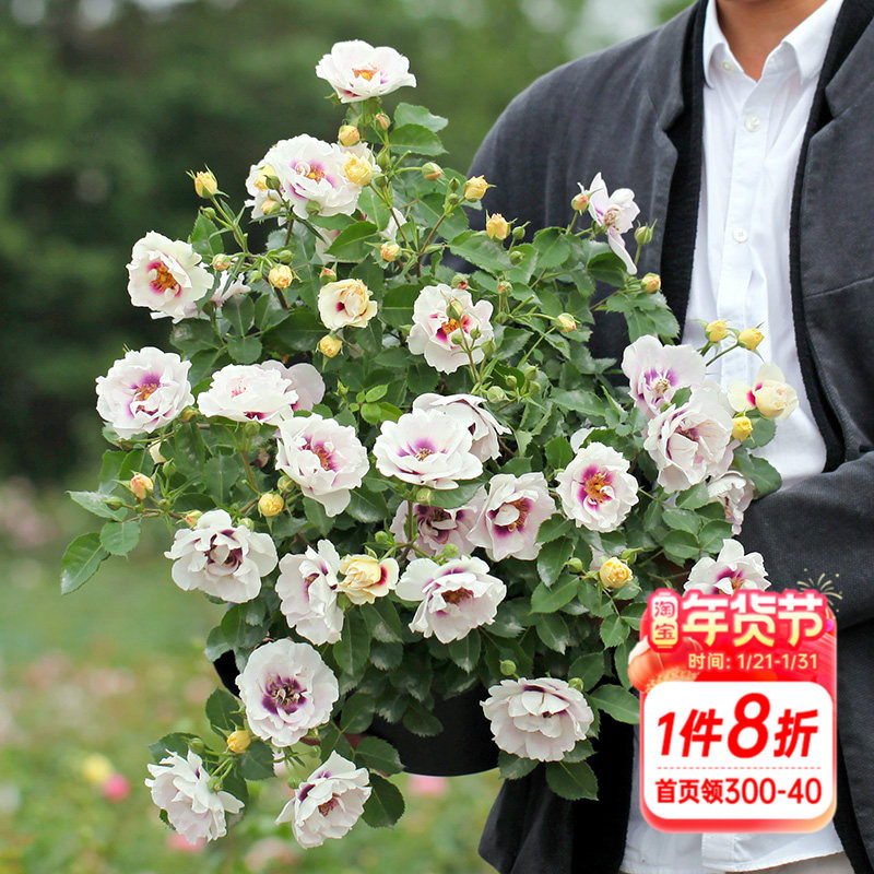 海蒂的花园  你的眼睛大花微月露台盆栽花卉欧月玫瑰多季开花植物,淘宝优惠券,粉丝福利购,淘宝优惠卷