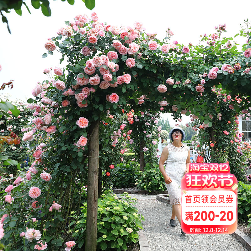 海蒂的花园大花浓香型月季