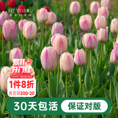 郁金香早春开花好养糖果王子