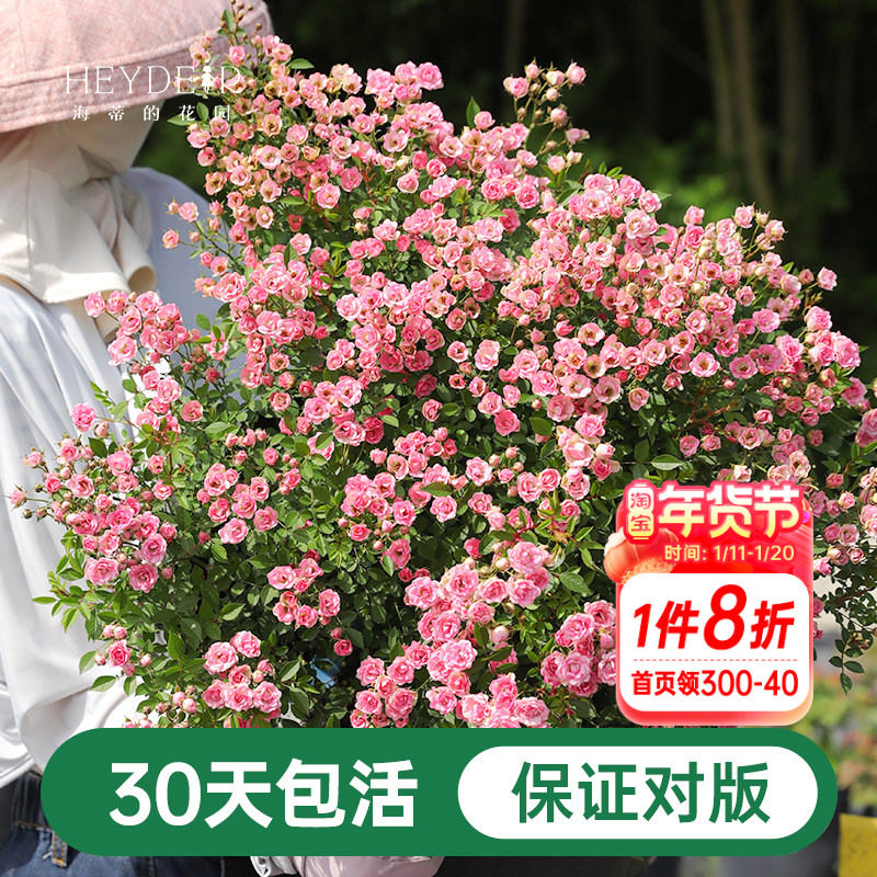 海蒂的花园月季花苗超微开花小微型迷你阳台室外露台植物花卉盆栽