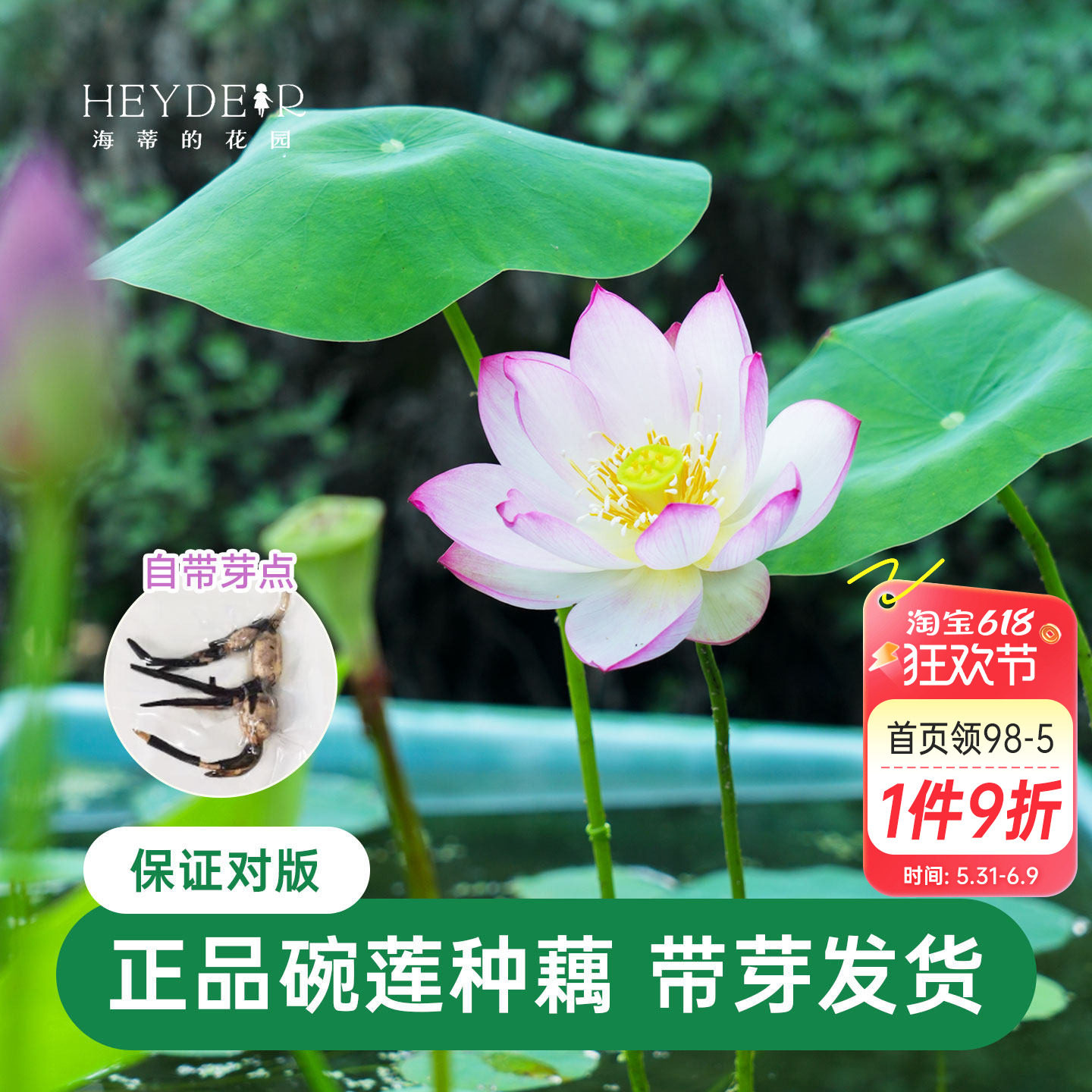 海蒂的花园 碗莲种藕荷花水培植物新手莲花可缸养庭院水生植物