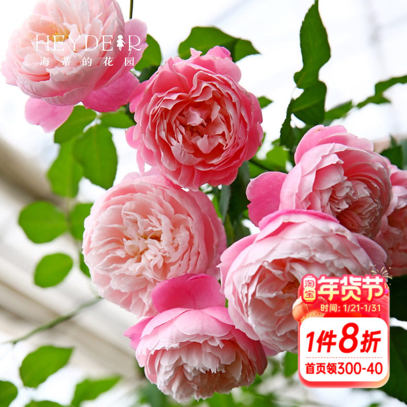 海蒂的花园 羽毛直立切花月季多季开花抗病耐热阳台盆栽花卉植物,鲜花速递/花卉仿真/绿植园艺,月季/蔷薇/玫瑰,淘宝优惠券,粉丝福利购,淘宝优惠卷
