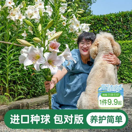 海蒂的花园百合种球重瓣香水