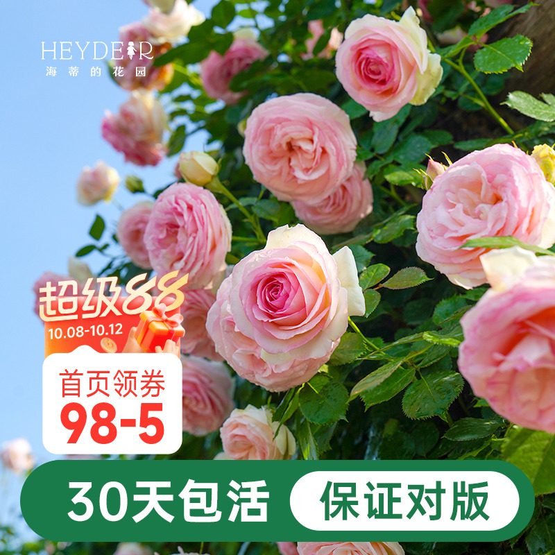 海蒂的花园月季花苗盆栽粉色龙沙宝石木本花卉阳台开花玫瑰海妈家