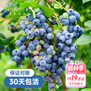 海蒂 花园蓝莓树果苗盆栽果树南方北方带阳台庭院地栽苗海妈家