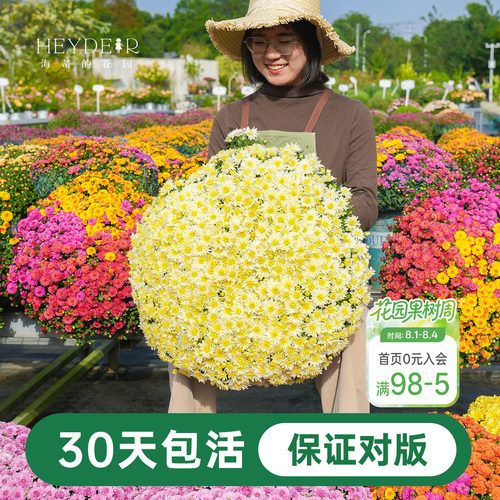 海蒂宿根草花球菊带花盆栽
