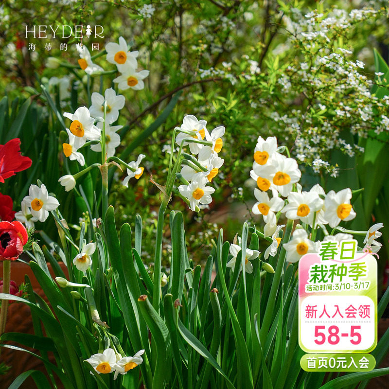 海蒂的花园漳州水仙种球花盆栽冬季年宵花卉室内阳台开花海妈推荐