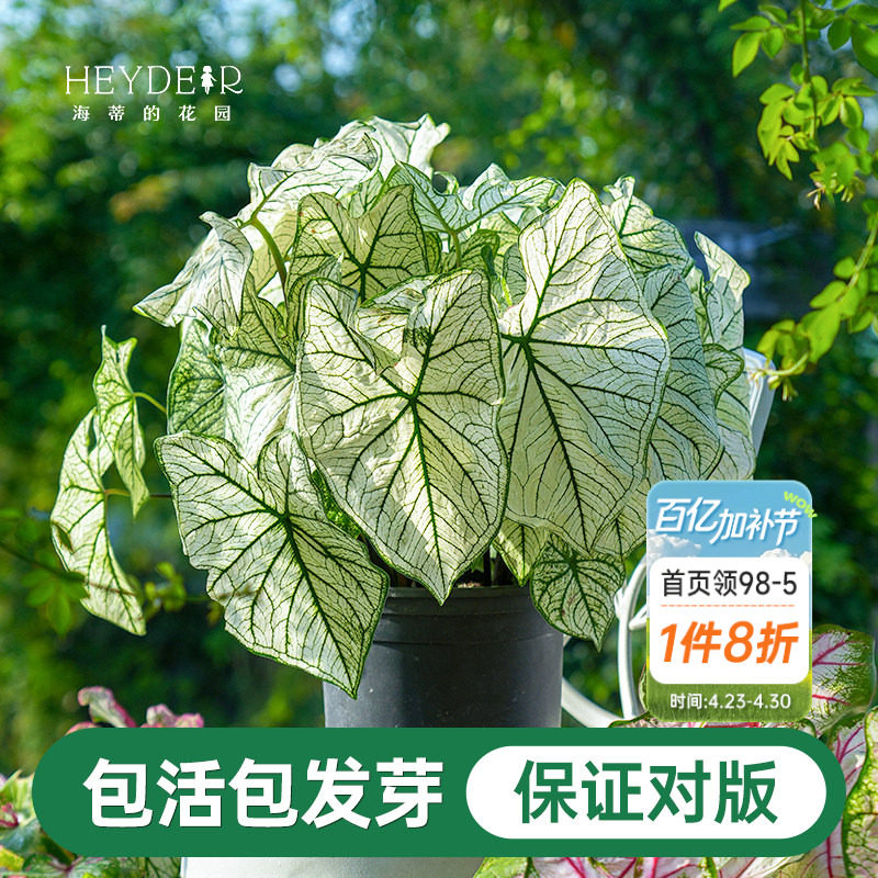 海蒂的花园彩叶芋种球桌面盆栽绿植观叶植物白色恋人养护简单好养