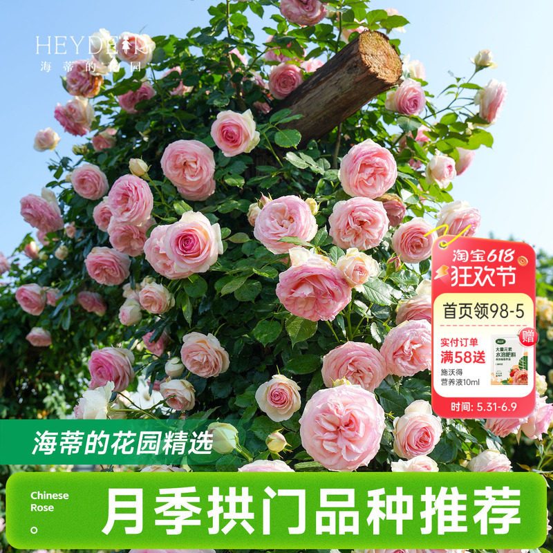 海蒂的花园月季花苗爬藤拱门玫瑰庭院地栽蓝色阴雨粉色龙沙宝石