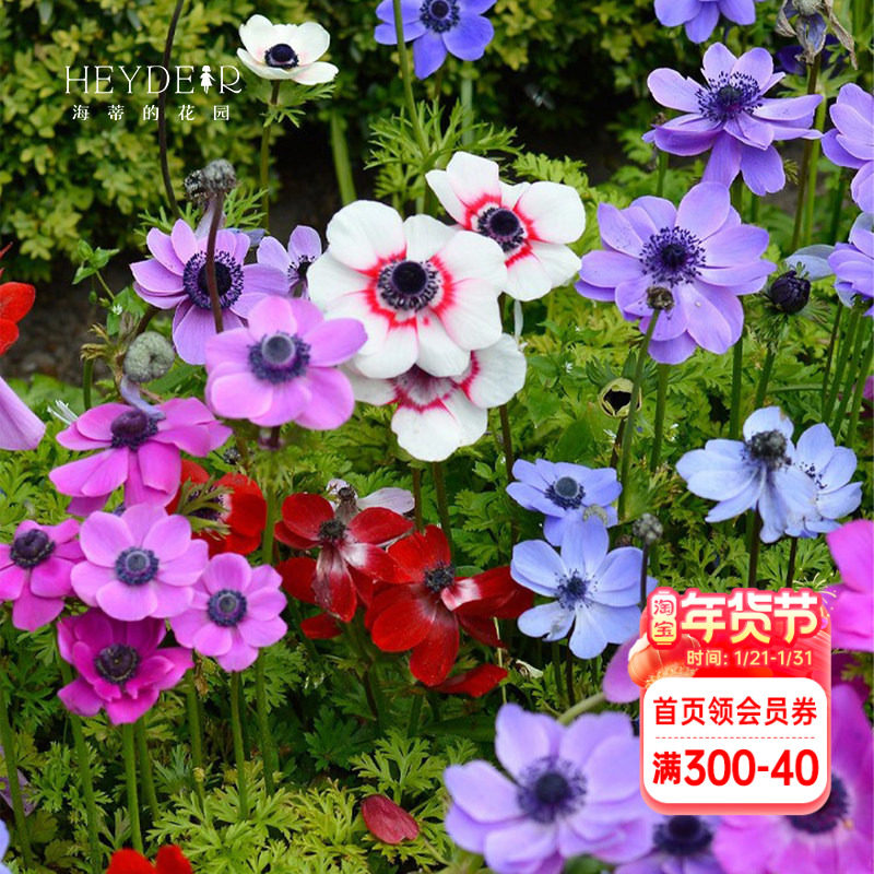 海蒂的花园欧洲银莲花阳台庭院露台好养切花耐寒植物花苗花卉盆栽,鲜花速递/花卉仿真/绿植园艺,时令草本花卉,淘宝优惠券,粉丝福利购,淘宝优惠卷