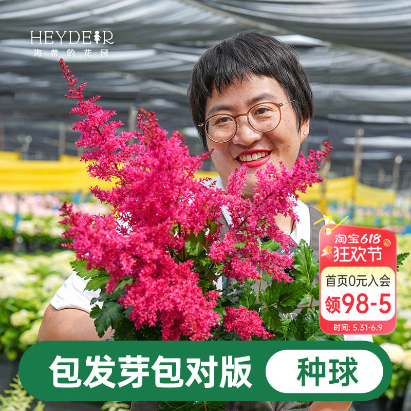 海蒂的花园落新妇裸根苗耐阴多年生花卉阳台盆栽庭院地栽花境植物
