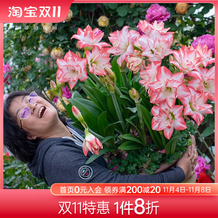 海蒂的花园秘鲁朱顶红种球花孔雀双王花卉植物室内花进口球根花卉使用感如何?