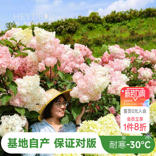 海妈北方耐寒耐旱植物花卉盆栽