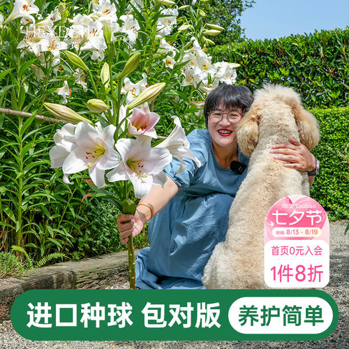 海蒂的花园百合种球重瓣香水