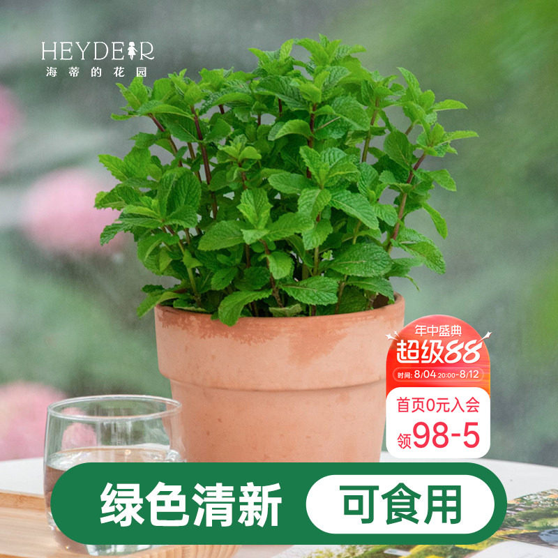 海蒂的花园薄荷盆栽苗可食用绿植好养猫眼柠檬香茅草迷迭香海妈家 - 实物图