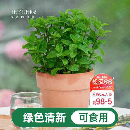 海蒂的花园薄荷盆栽苗