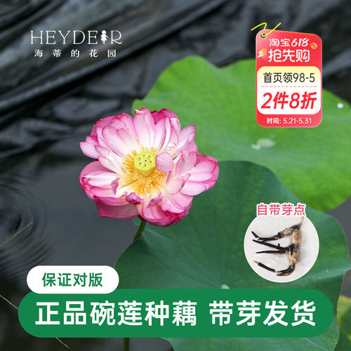 海蒂的花园 碗莲种藕荷花水培植物多年生水生花卉莲花水养裸根苗