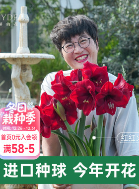 海蒂的花园朱顶红种球阿弗雷进口重瓣鬼魅新年快乐开花球根海妈