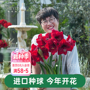 海蒂 花园朱顶红种球阿弗雷进口重瓣鬼魅新年快乐开花球根海妈