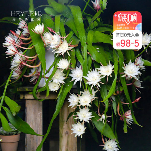 海蒂的花园月下美人昙花好养
