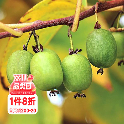 海蒂的花园爬藤植物软枣猕猴桃