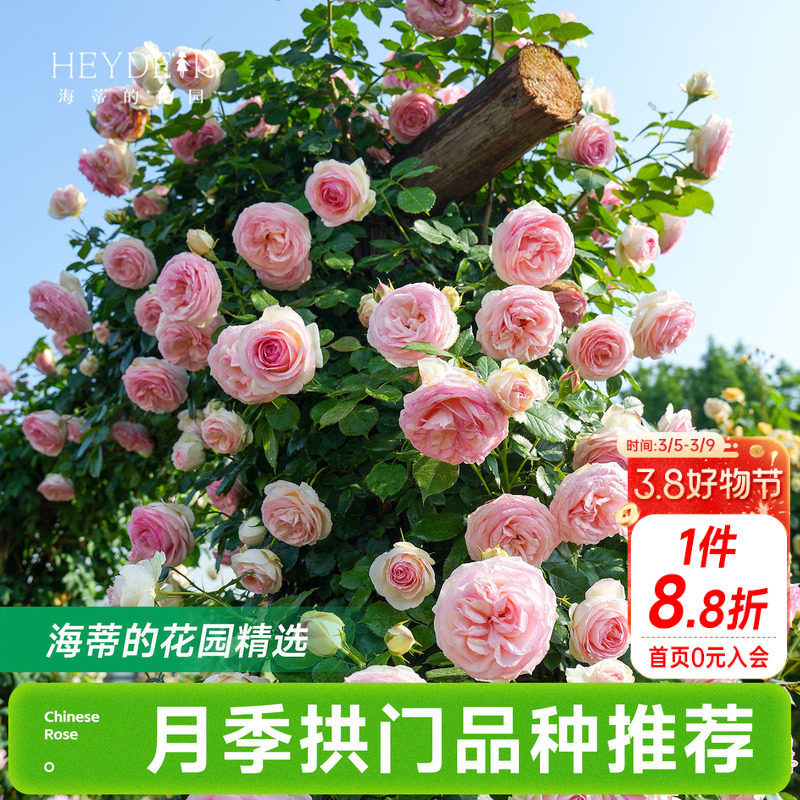 海蒂的花园月季花苗爬藤拱门玫瑰庭院地栽蓝色阴雨粉色龙沙宝石