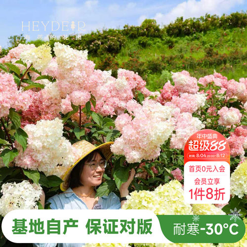 海妈北方耐寒耐旱植物花卉盆栽