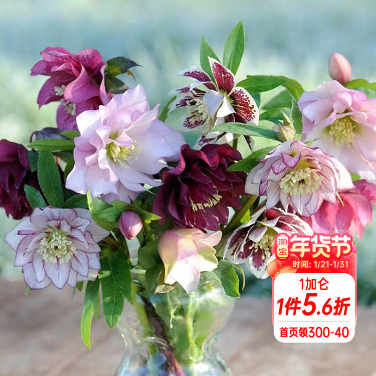 海蒂的花园铁筷子圣诞玫瑰耐寒好养冬春阳台庭院植物花苗花卉盆栽,鲜花速递/花卉仿真/绿植园艺,时令草本花卉,淘宝优惠券,粉丝福利购,淘宝优惠卷