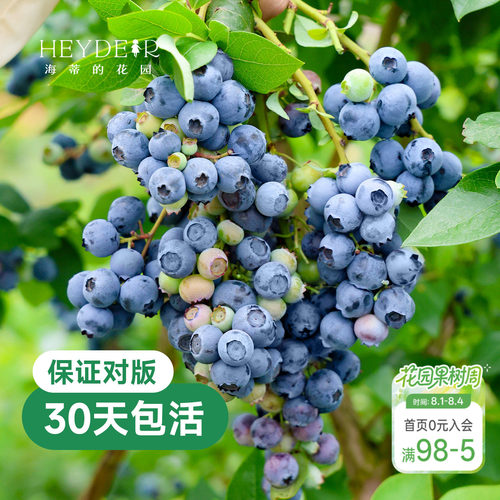 带花苞今年收果盆栽苗