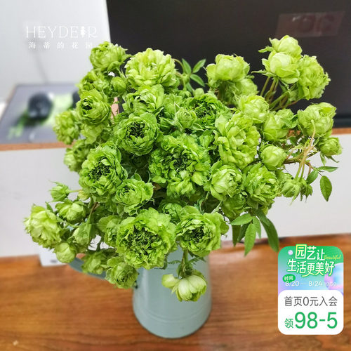 海蒂的花园结绿珍月季盆栽