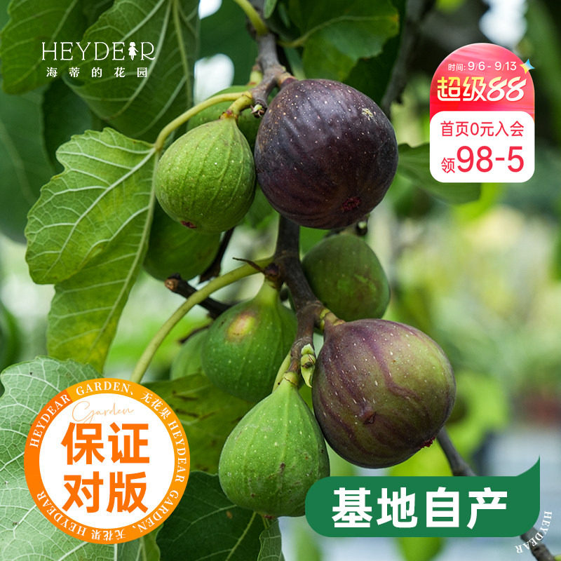 海蒂的花园无花果树果苗盆栽庭院家庭地栽水果树苗好种易养