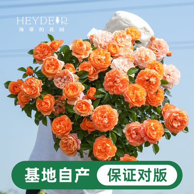 海蒂的花园月季花苗盆栽小苗爬藤玫瑰果汁阳台多季开花地栽花苗