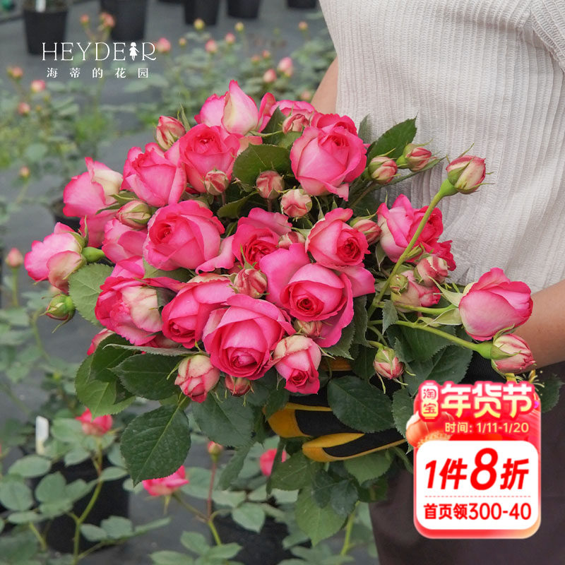 海蒂的花园月季深粉龙沙宝石爬藤月季拱门花墙阳台庭院花卉盆栽苗,鲜花速递/花卉仿真/绿植园艺,月季/蔷薇/玫瑰,淘宝优惠券,粉丝福利购,淘宝优惠卷