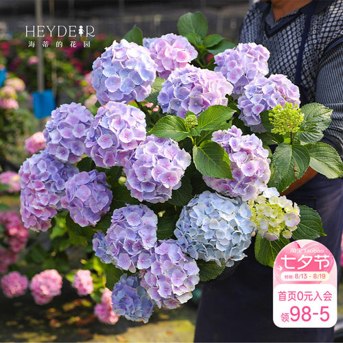 绣球海蒂海蒂的花园好看好养