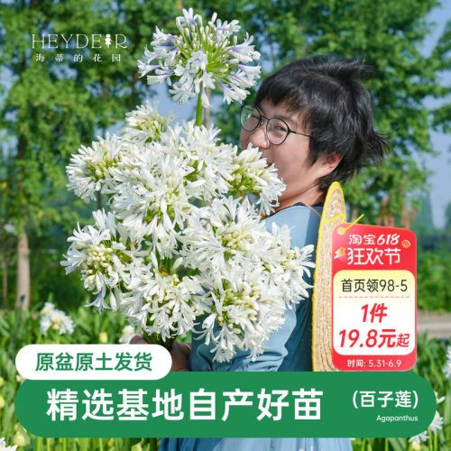 海蒂的花园百子莲圣母皇太后多年生植物阳台庭院花卉植物盆栽