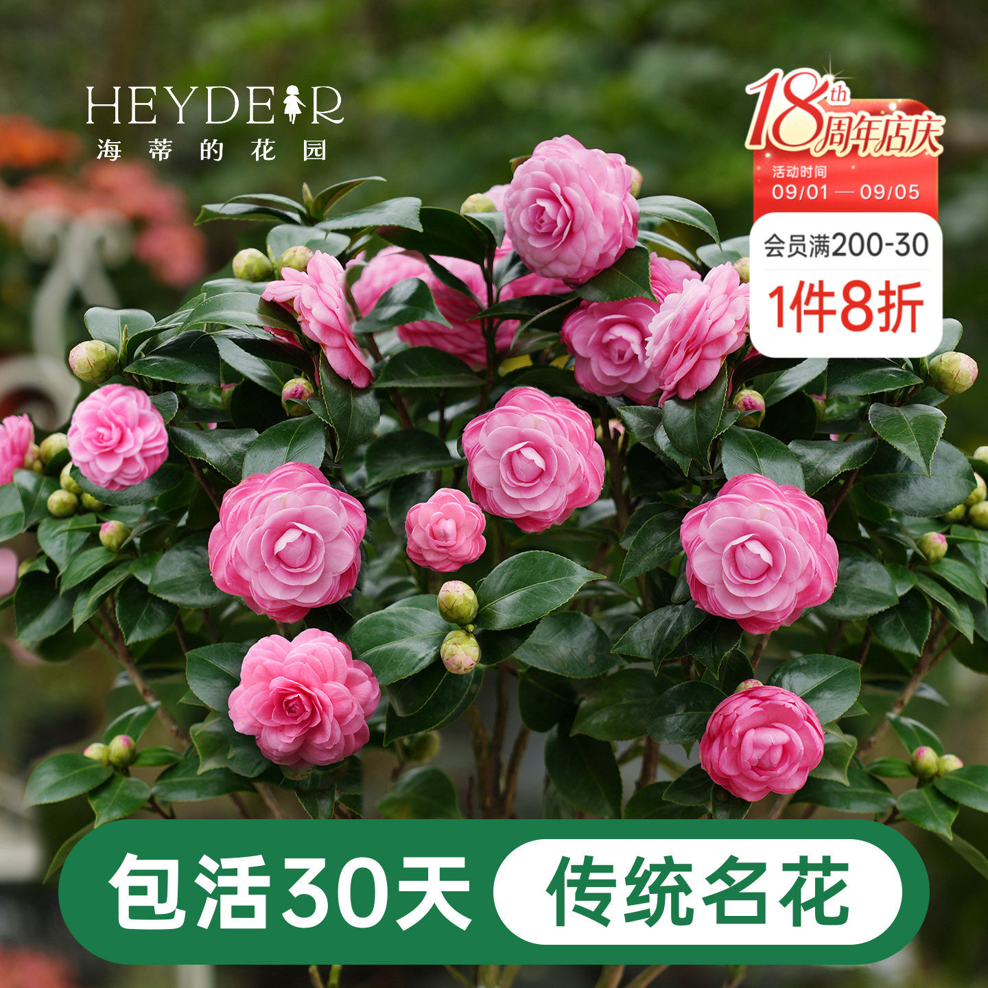 海蒂的花园茶花盆栽好养花卉庭院图片