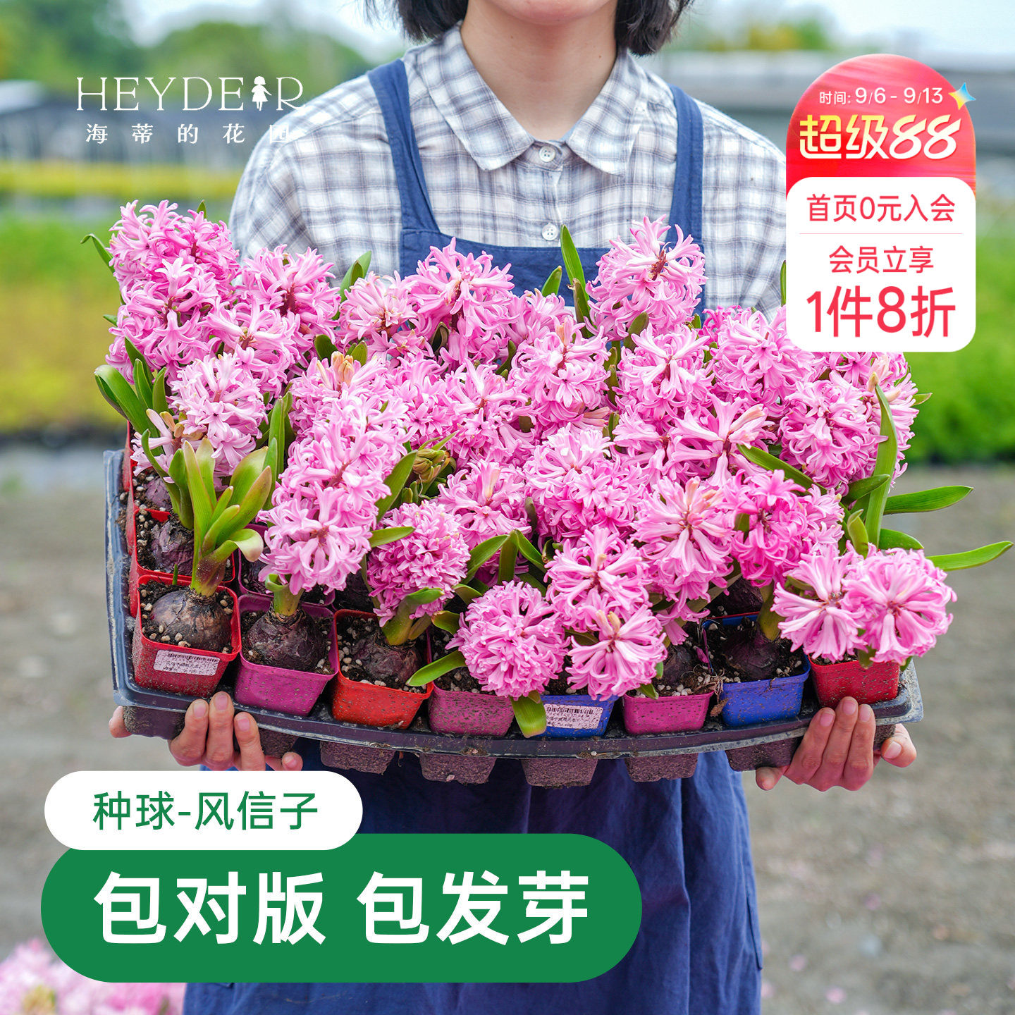 海蒂的花园风信子种球阳台水培盆栽地栽球根花卉植物庭院花园海妈