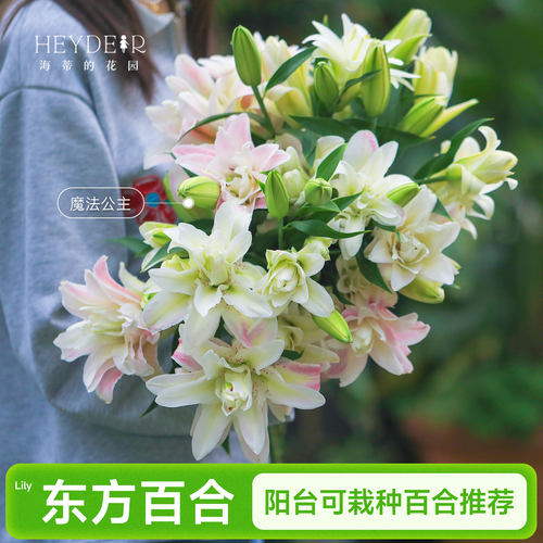 东方百合进口百合栽阳台可栽种