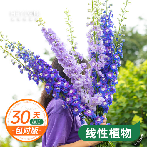大花飞燕草花园春季花量大好养