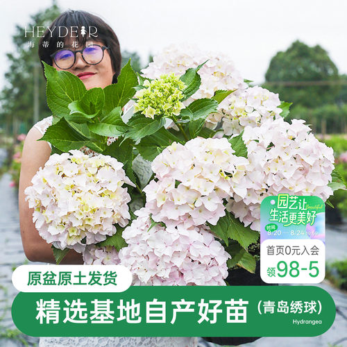 海蒂的花园青岛绣球露台耐阴花苗