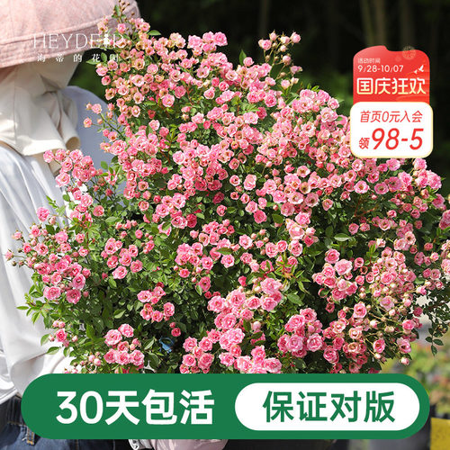 海蒂的花园超微月季室外多头