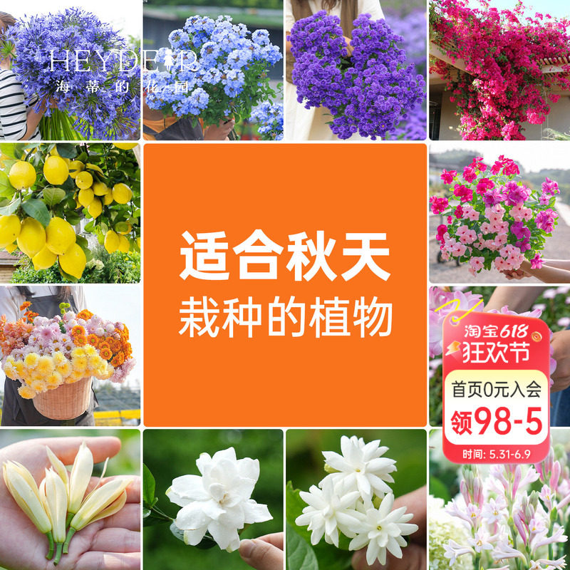 海蒂的花园 适合秋天栽种的阳台花园植物蓝雪花三角梅盆栽花卉
