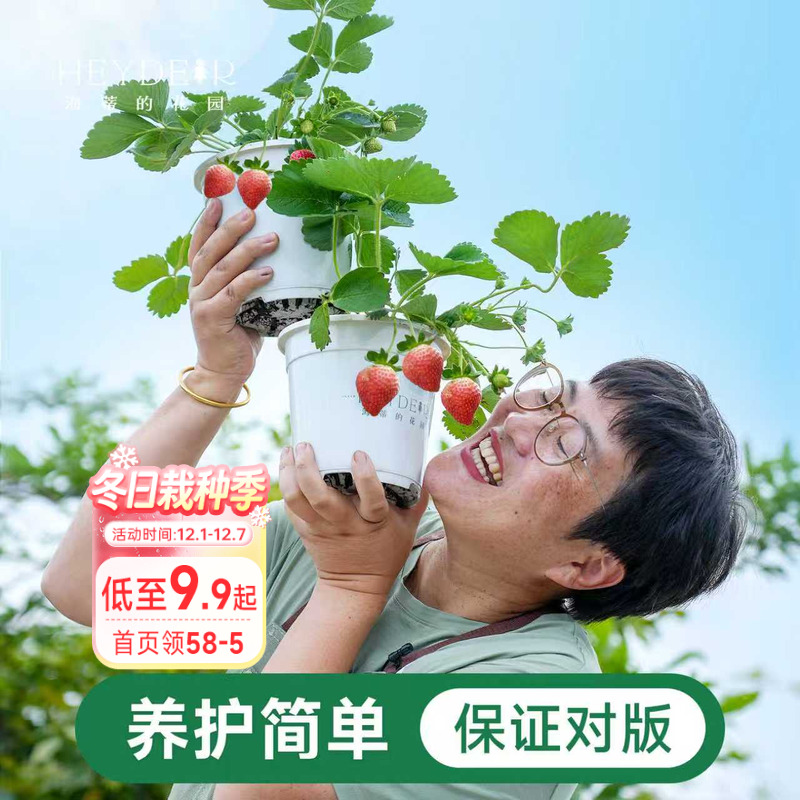 海蒂的花园家庭阳台草莓盆栽对版