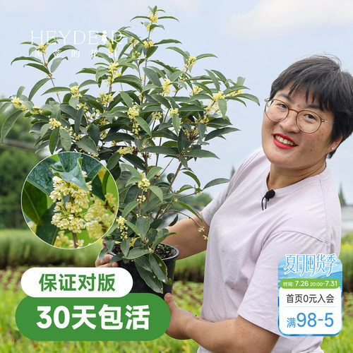 海蒂的花园桂花树苗四季桂盆栽