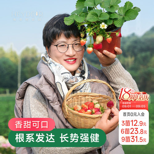 海蒂的花园草莓盆栽苗穴盘苗可地栽红颜章姬建德白露黔莓1号宁玉