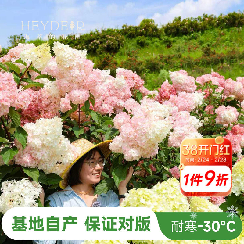 海蒂的花园圆锥绣球香草草莓石灰灯北方耐寒耐旱植物花卉盆栽海妈