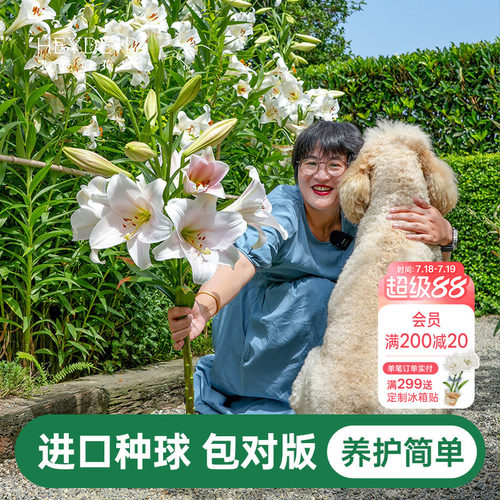 海蒂的花园百合种球重瓣香水
