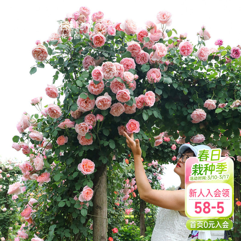 海蒂的花园月季花苗舍农索城堡的女人们玫瑰欧月爬藤植物花卉盆栽